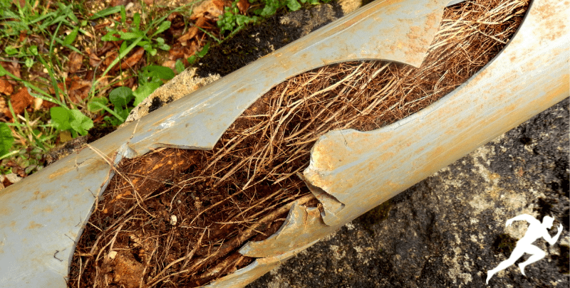 tree roots blockage